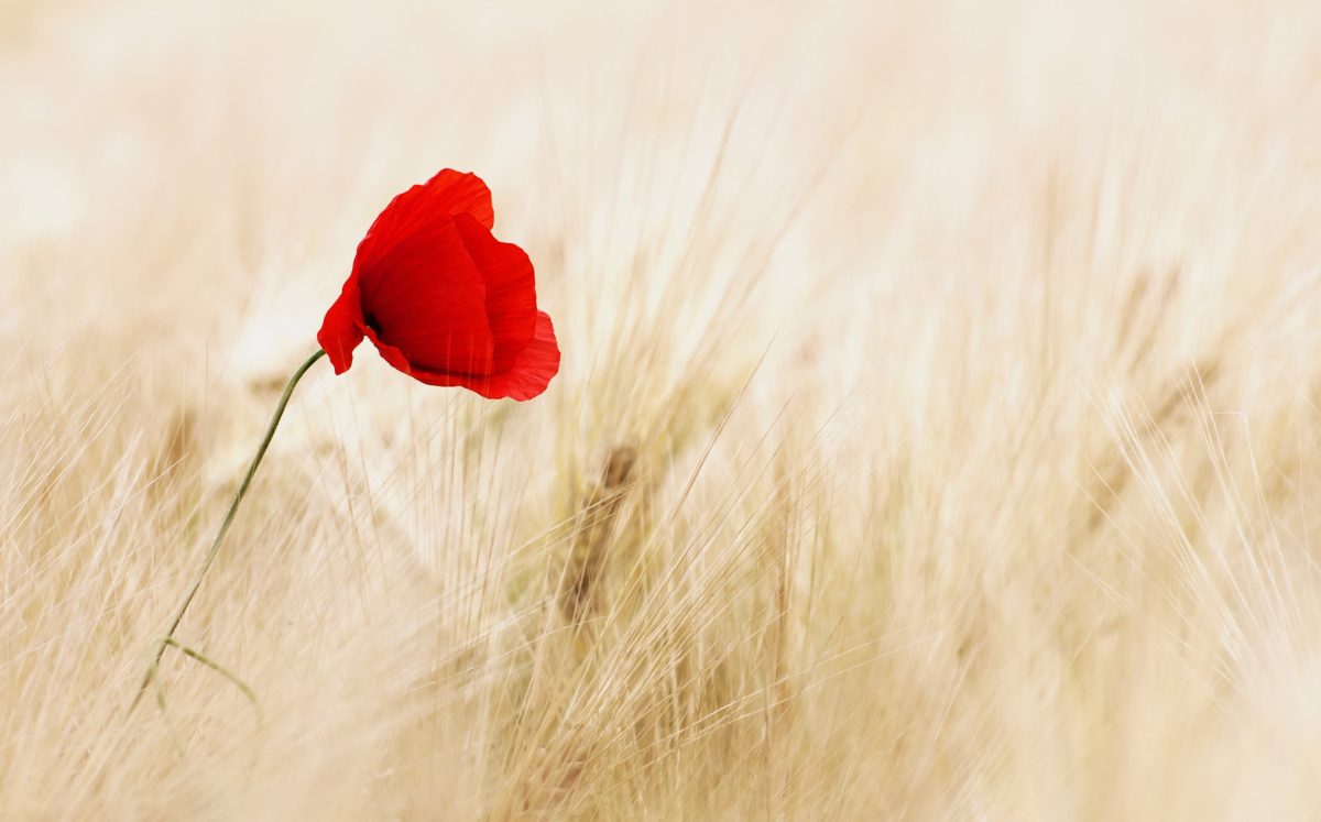 realworkhard-flower-100263-1200x747.jpg
